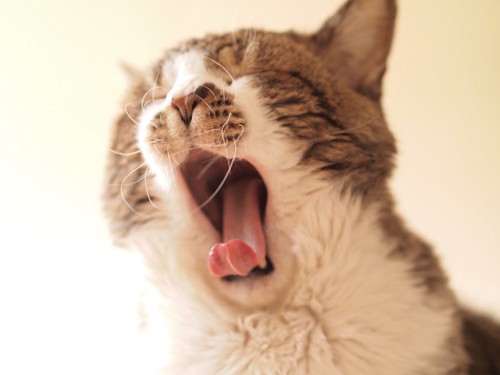 目を閉じてあくびをする猫