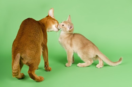 鼻をすりつける猫二匹