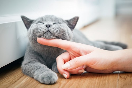 顎の下を触られる猫