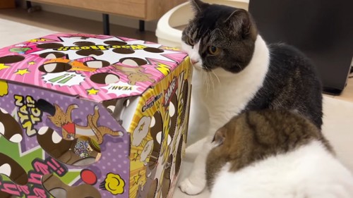 四角いおもちゃの横に座る猫