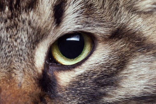 猫の目アップ