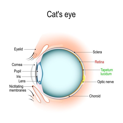 猫の目の構造