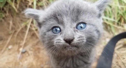 グレーの被毛とブルーの目の子猫