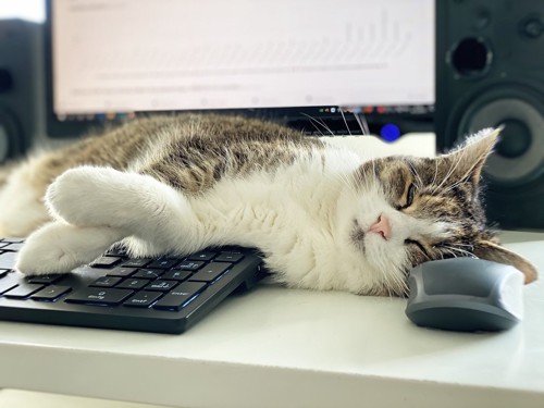 PCの間で寝る猫