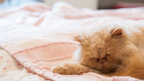 ベッドの上で前足を伸ばして寝るペルシャ猫