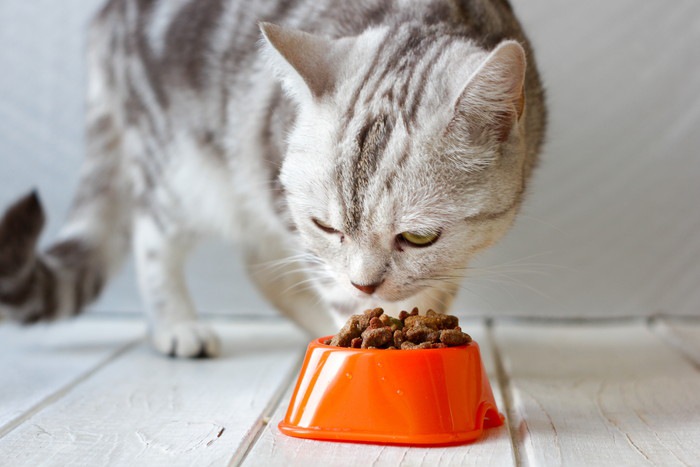 オレンジの皿にある餌を食べる猫