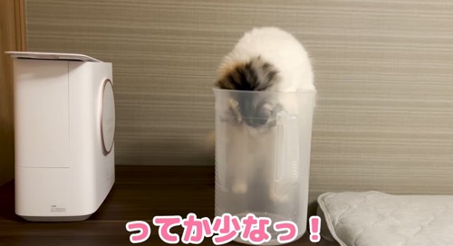 カップに頭を入れる猫