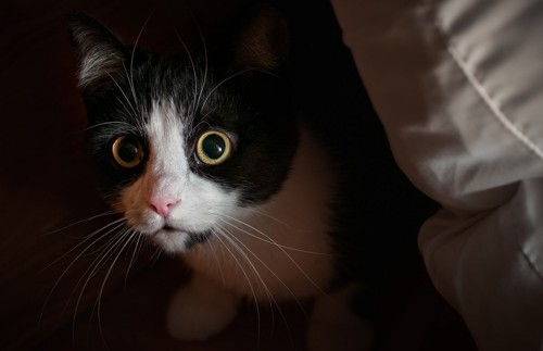 黒目がまん丸で緊張している猫