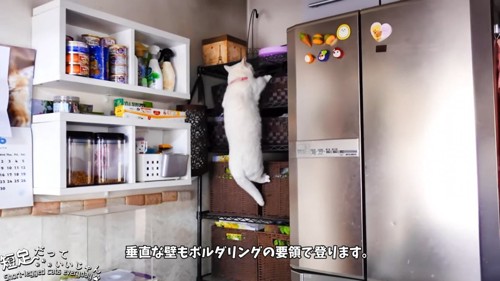 棚をよじ登る猫