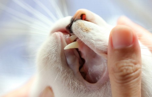 歯をチェックされる猫
