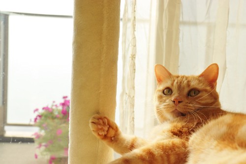 窓辺で振り返る猫