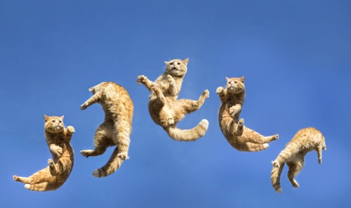 猫のジャンプ