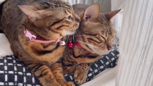 赤い首輪の猫を毛づくろいするピンク色の首輪の猫