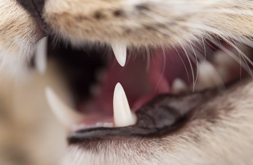 猫の歯