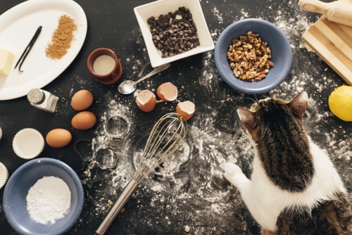 調理中の台に乗る猫
