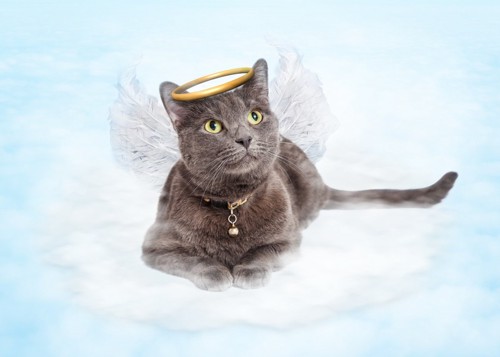 金の輪を掲げている天使猫