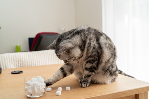 机の上で角砂糖を触ろうとする猫
