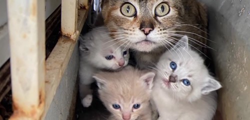 母猫と子猫たち