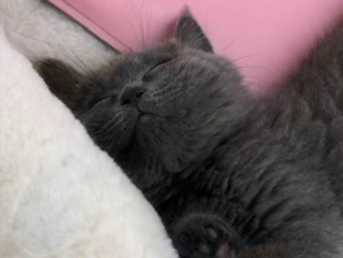 幸せそうに眠る子猫