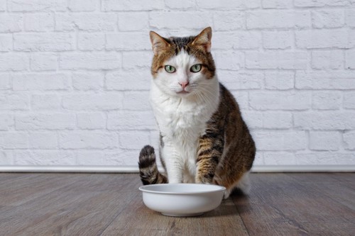 見つめる猫とお皿
