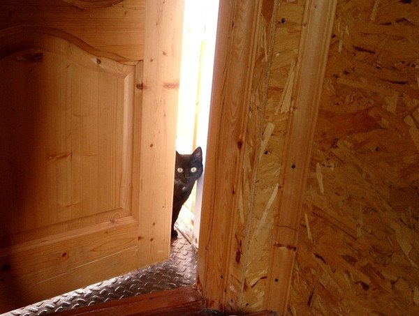 ドアを見る猫