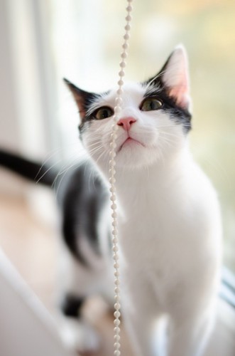 ブラインドの紐を見つめる猫