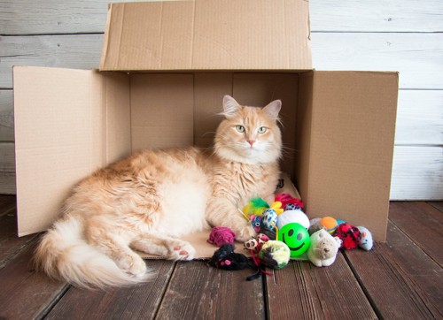 横になった箱でくつろぐ猫とたくさんのおもちゃ