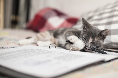 ノートの上で遊ぶ子猫
