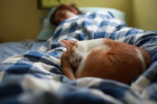 人とベッドで寝ている猫