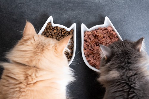 食事をする猫二匹の後頭部と餌