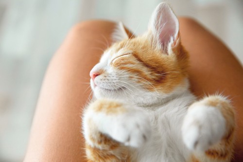 膝の上で熟睡の猫