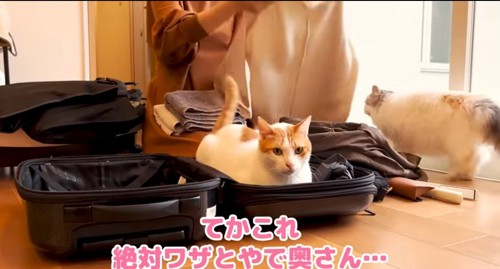 スーツケースの中の猫