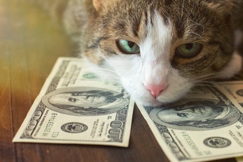 猫の顔と紙幣