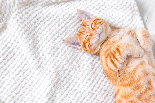 タオルケットの上で眠る猫