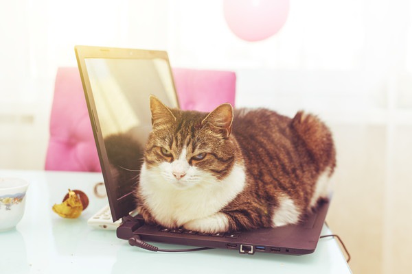 パソコンの上でくつろぐ猫