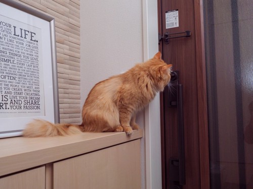 玄関で待つ猫