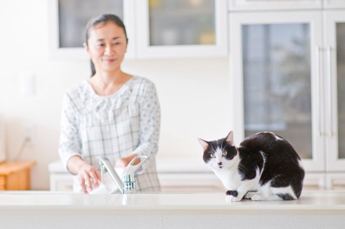 食器を洗う女性と手前にいる猫
