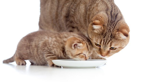 お皿を舐める子猫と見る母猫