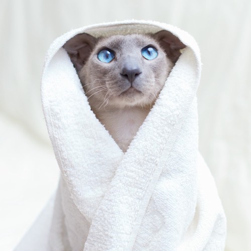 タオルに包まれている猫