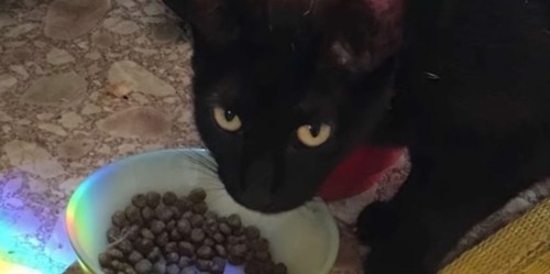 エサを食べる黒猫