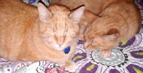 花柄毛布の上に2匹のチャトラ猫