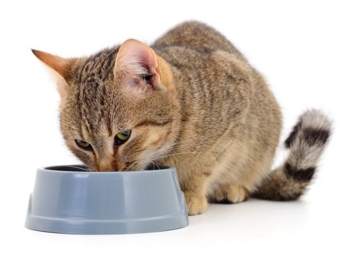 安定した重厚感のある食器で食べる猫