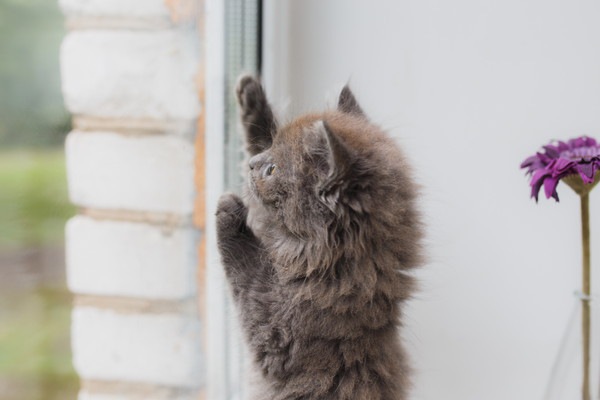 窓の外が気になる猫