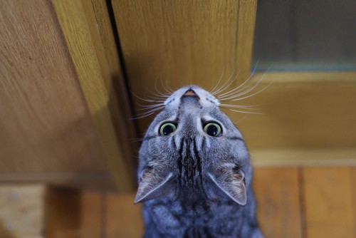 ドアの前で見上げる猫