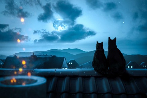 夜景を屋根の上から眺める2匹の猫