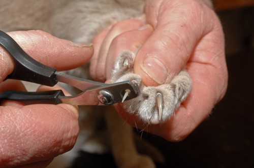 猫の爪を切る所