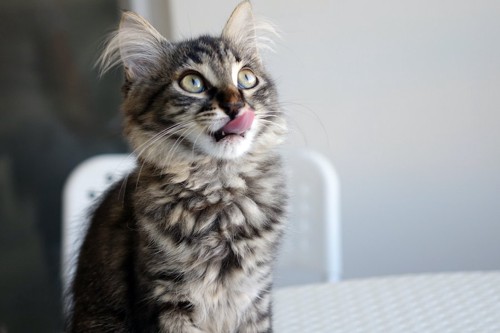 舌を出して上を見上げる猫
