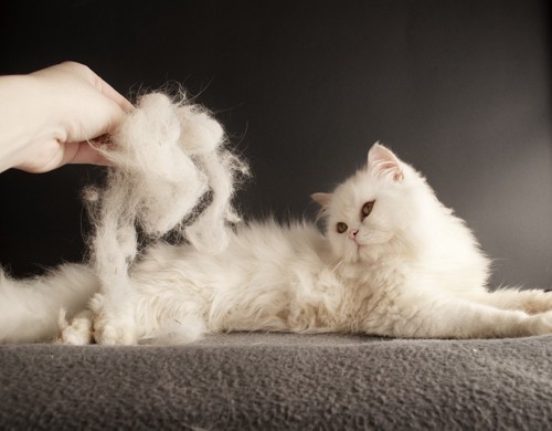 白い猫と抜け毛の塊