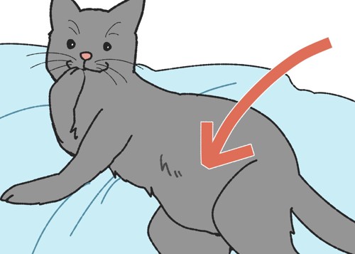 猫のルーズスキンを説明するイラスト