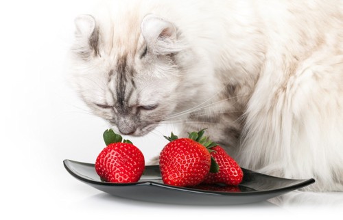 イチゴと猫